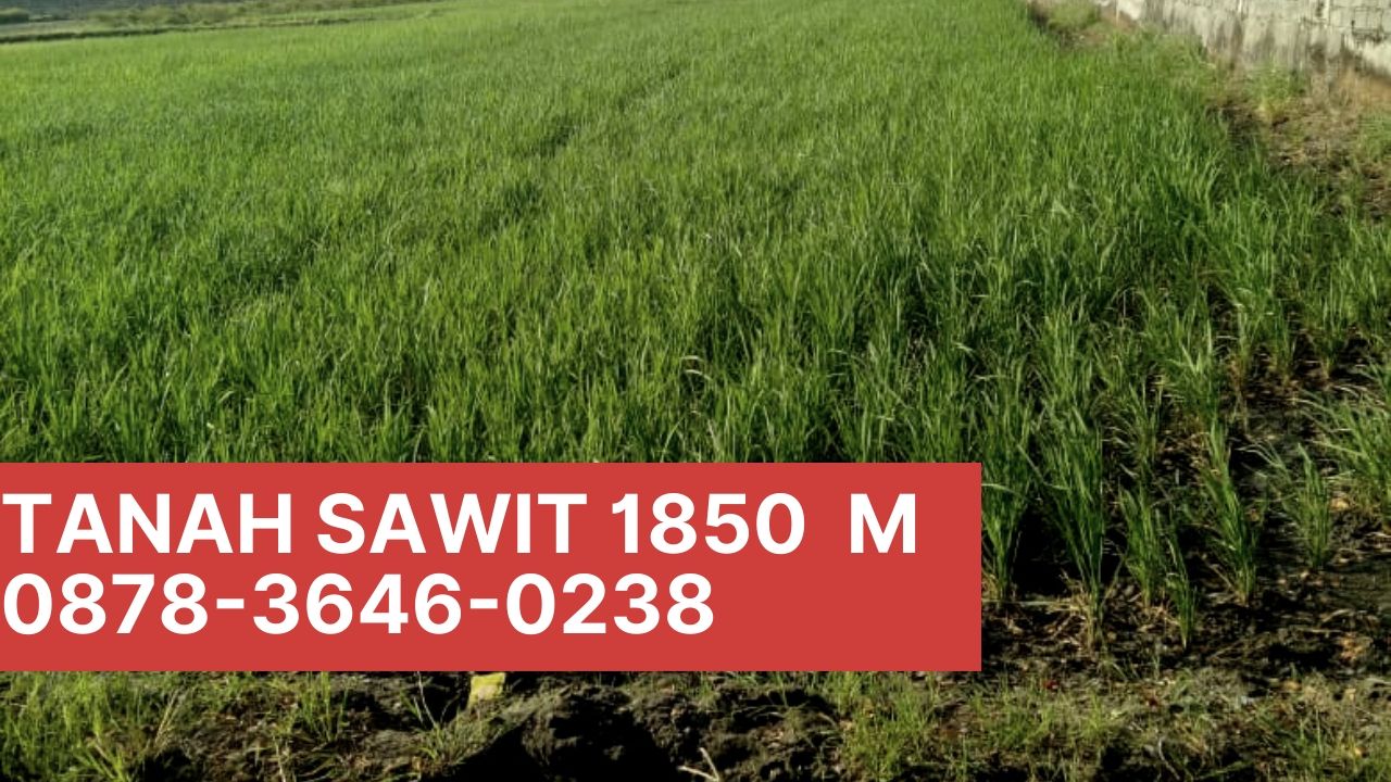 Name: 0819-0451-0658, Tanah Sawah Murah di Sawit Boyolali.jpg Views: 1147 Size: 201.7 KB