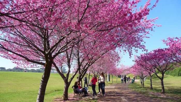 Name: bunga-sakura-di-brasil_20180310_124606.jpg Views: 6483 Size: 101.6 KB
